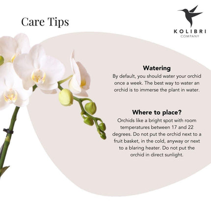 White Phalaenopsis orchid – Amabilis + Le Chic silver decorative pot – Ø9cm – ↕40cm - Flowering houseplant in flowerpot