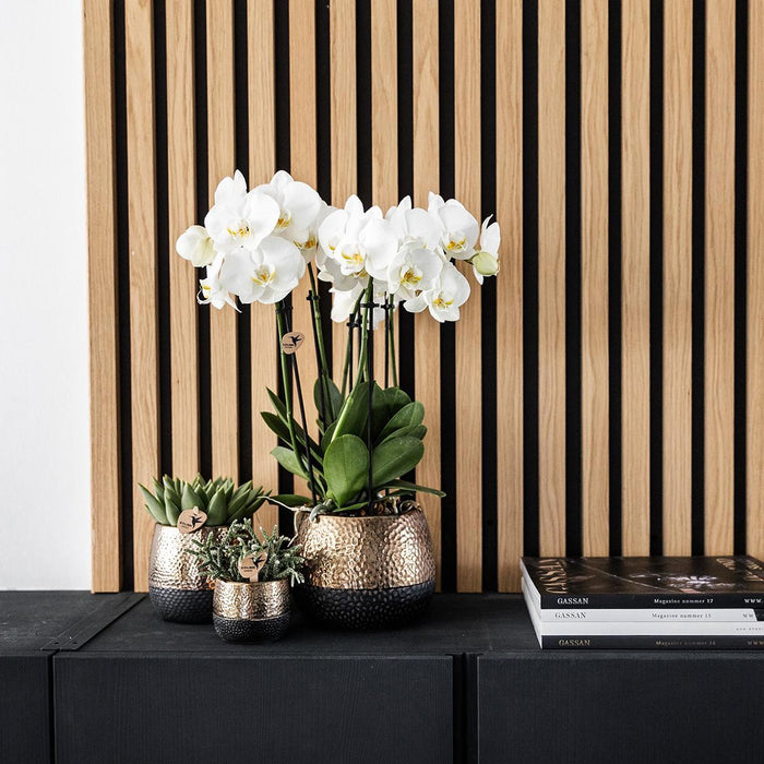Geel rode Phalaenopsis orchidee – Spain + Elite sierpot copper – Ø9cm – ↕40cm - Bloeiende kamerplant