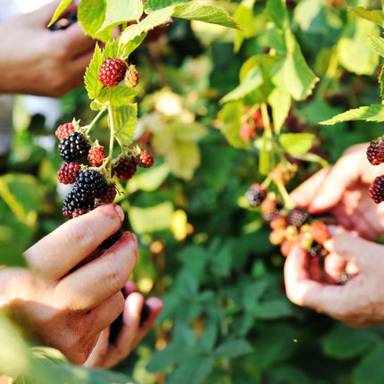 Sadzonki jeżyny organiczne - Rubus Fruticosus - ↕20cm - Ø13cm - 3x