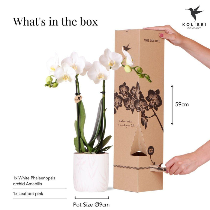 Witte Phalaenopsis orchidee - Amabilis + Leaf pot pink - Ø9cm - Bloeiende kamerplant