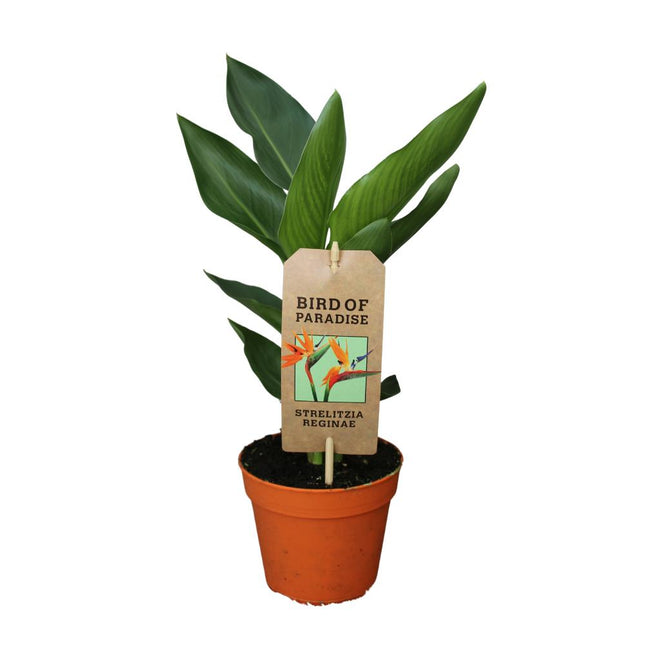 Strelitzia Reginae - ↕35cm - Ø13cm