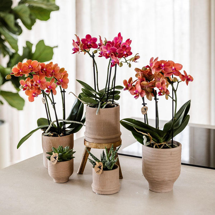 Rode orchidee Congo + Bali sierpot sand - Ø9cm - Bloeiende kamerplant
