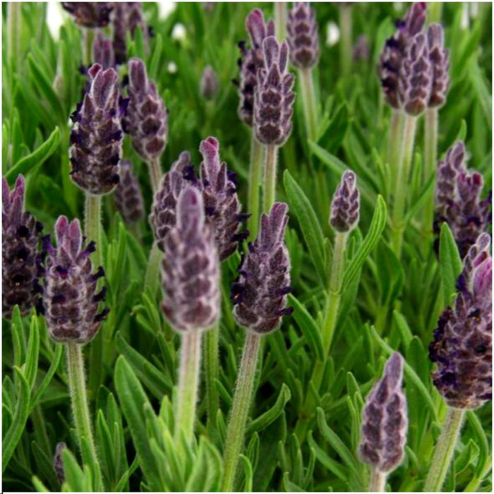 Lavandula stoechas Anouk® - Ø12cm - Franse Lavendels - 6x