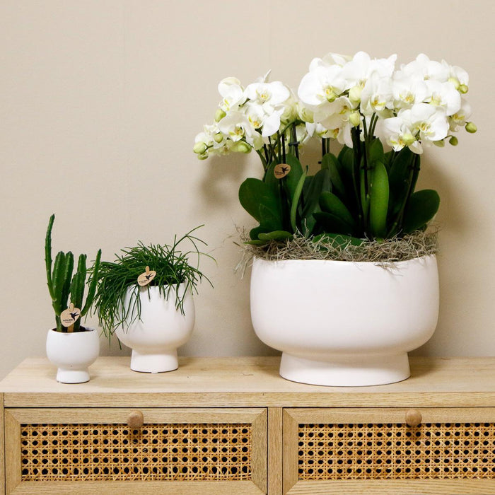 Witte orchideeënset in Scandic dish incl. waterreservoir | drie witte orchideeën Ghent 12cm | Mono Bouquet wit met zelfvoorzienend waterreservoir