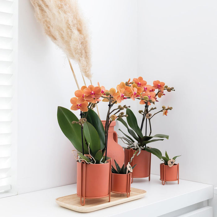 Oranje Phalaenopsis orchidee - Mineral Bolzano - Ø9cm - Bloeiende kamerplant