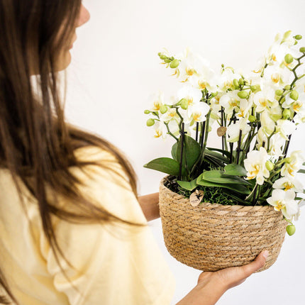 Composizione di piante bianche in cesto di canne con serbatoio d'acqua incluso | tre orchidee di Losanna bianche da 9 cm e tre piante di Rhipsalis verdi | Bouquet Jungle bianco con serbatoio d'acqua integrato