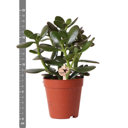Crassula Ovata - Sukkulente - Ø9cm - Kolibri Greens