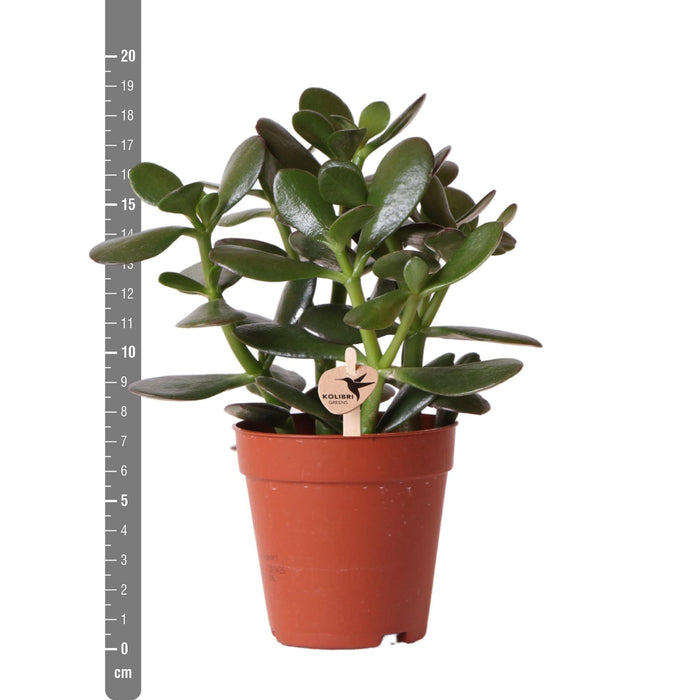 Crassula Ovata - Vetplant - Ø9cm - Kolibri Greens
