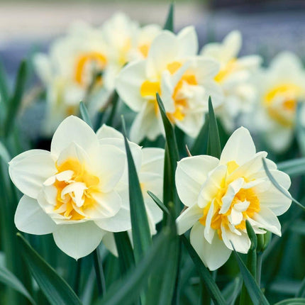Flowerbulbs Amsterdam – Holländische Blumenmischung – Luxuriöse mittelgroße Box, 40 Blumenzwiebeln für 1 m² Blütenpracht – Größe 12+