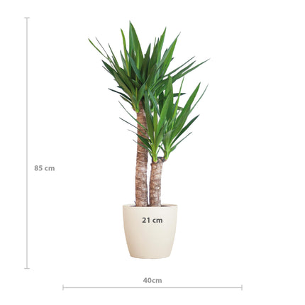 Yucca Elephantipes avec Viber blanc - ↕90cm - Ø21cm