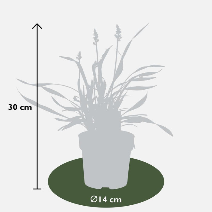 Liriope muscari 'Ingwersen' - Leliegras - ↕25cm - Ø14cm - 3x