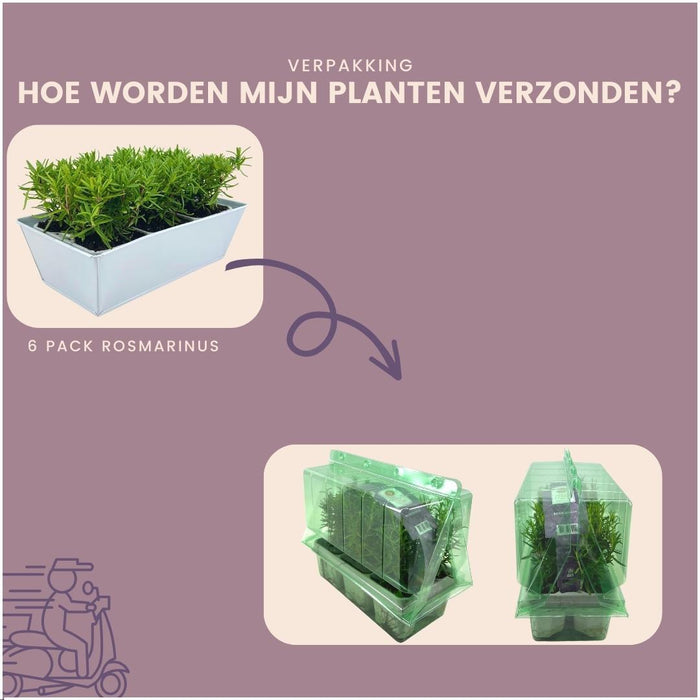 Rozemarijnplanten in deco bakje - ↕15 cm - Ø7cm - Rosmarinus Officinalis - Blue - 6x
