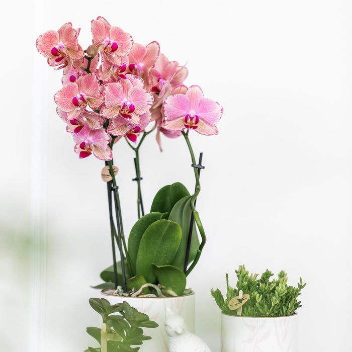 Roze / Oranje Phalaenopsis orchideeën - Pirate Picotee - 2x - Ø12cm - Bloeiende kamerplant
