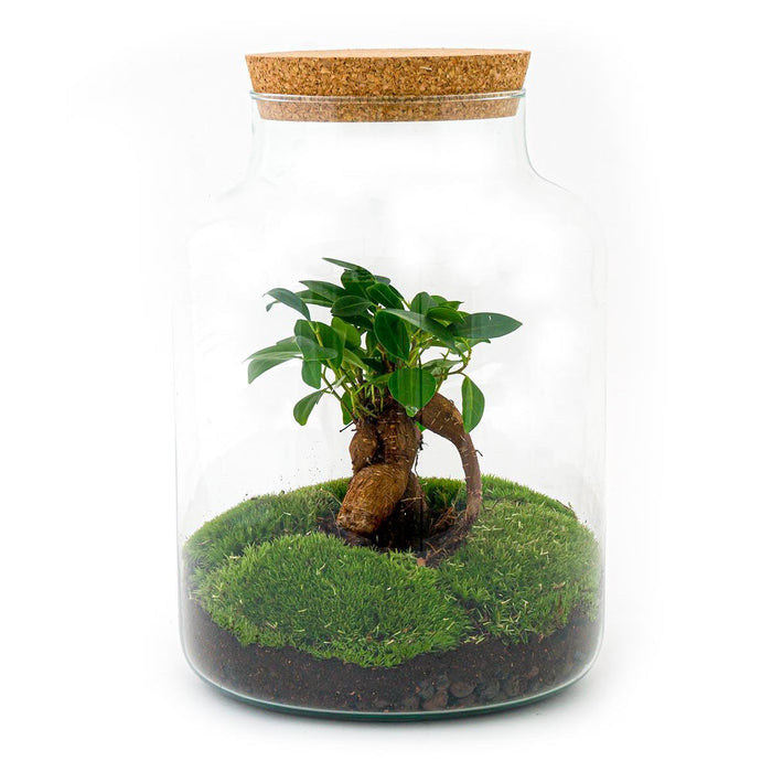 DIY terrarium - Milky met bonsai - ↕30cm + RSTS - Rake + Shovel + Tweezer + Scissors