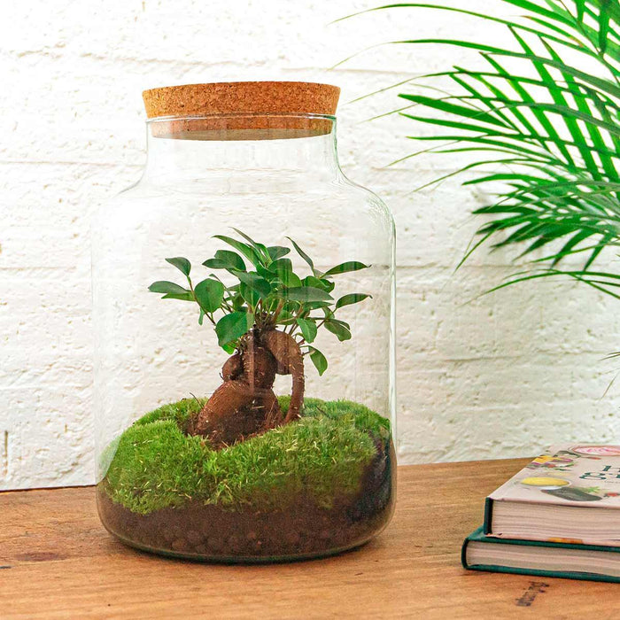 DIY terrarium - Milky met bonsai - ↕30cm - Normal