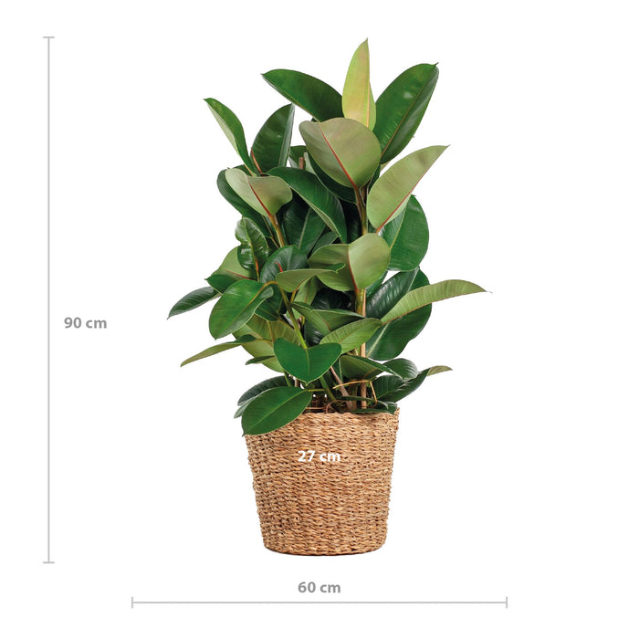 Ficus Elastica Robusta XL met mand Torun - ↕90cm - Ø27cm