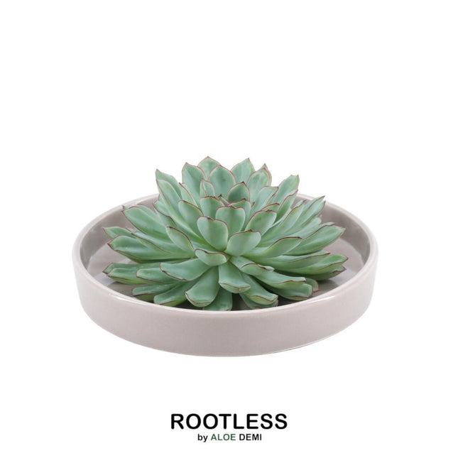 Suculenta sin raíces Echeveria Pulidonis en maceta color 'topo' - ↕5cm - Ø20cm