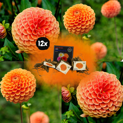 Dahlia Bollen | 12 dahlia ralphie knollen voor 2m², glinsterende oranje bloemen