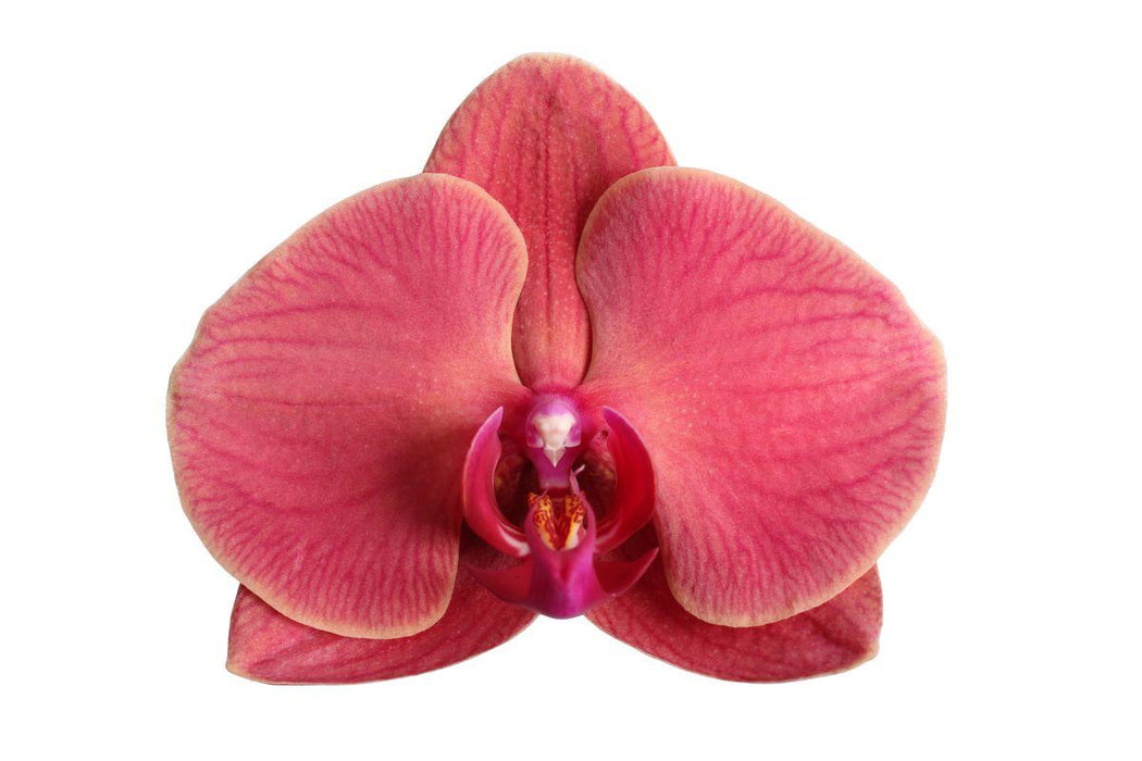 Phalaenopsis Narbonne - 3 tak - ↕60cm - Ø12cm
