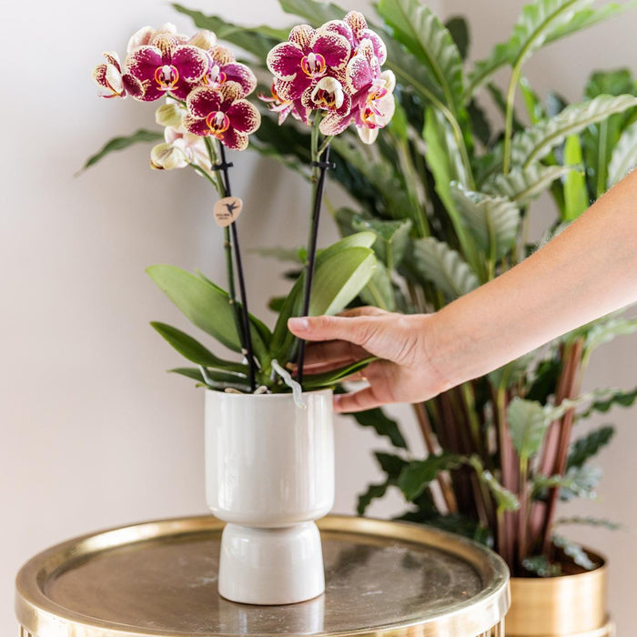 Orchideeën - Surprise box eenkleurig - planten voordeel box - Verrassingsbox met 4 verschillende orchideeën