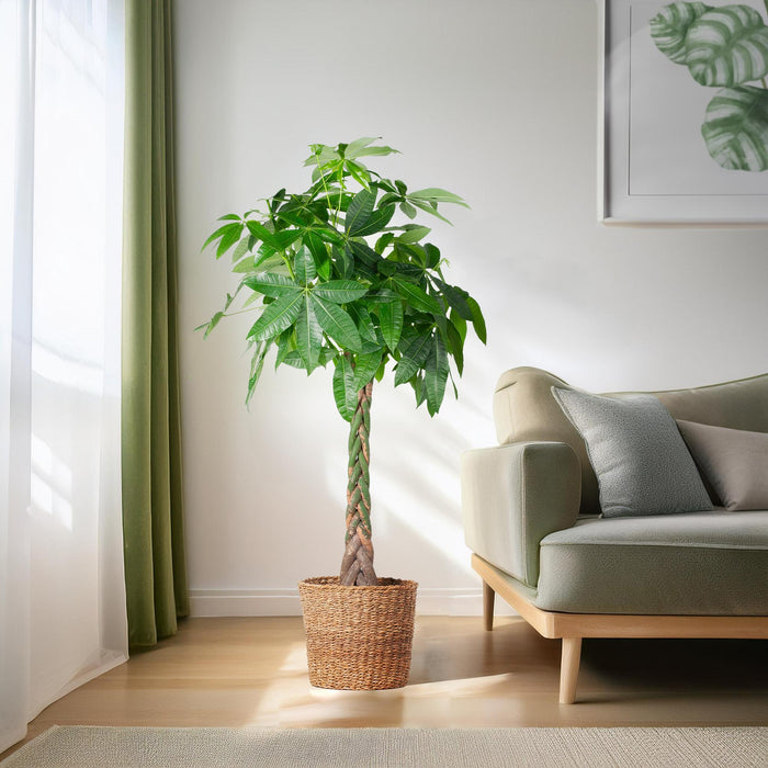 Pachira Aquatica XL - Geldboom - met mand Torun - ↕140cm - Ø27cm