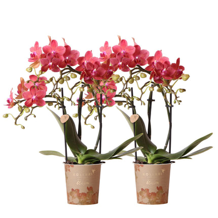 Røde Phalaenopsis orkideer - Congo - 2x - Ø9cm - Blomstrende stueplante