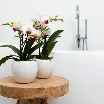 Kolibri Home | Bowl flowerpot - White ceramic decorative pot - Ø9cm