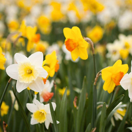 Flowerbulbs Amsterdam – Mittlere Narzissenmischung – Nachhaltige Vorteilspackung, 50 Blumenzwiebeln für 1 m² Blütenpracht – Größe 12/14