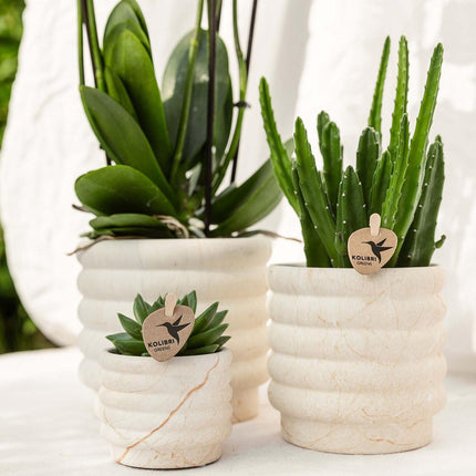 Kolibri Company | Set de plantas pequeñas Slow Living | Orquídea Phalaenopsis Lausanne blanca y suculenta, incluye macetas decorativas de cerámica sobre bandeja orgánica blanca.