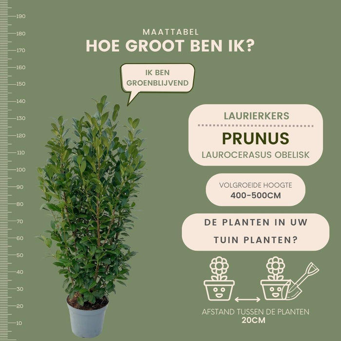 Grote Laurierplanten Obelisk voor 10 strekkende meter haag - 12L - 25x - ↕100-125 cm