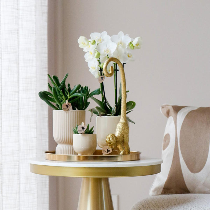 Gift set Luxury Living | Plantenset met witte Phalaenopsis Orchidee en Succulenten incl. keramieken sierpotten