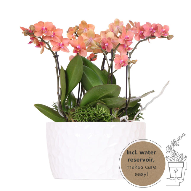 Set di piante arancioni in contenitore per miele con serbatoio d'acqua incluso - Tre orchidee Bolzano arancioni da 9 cm e tre piante Rhipsalis verdi | Bouquet Jungle arancione con serbatoio d'acqua integrato