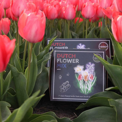 Flowerbulbs Amsterdam – Holländische Blumenmischung – Luxuriöse mittelgroße Box, 40 Blumenzwiebeln für 1 m² Blütenpracht – Größe 12+