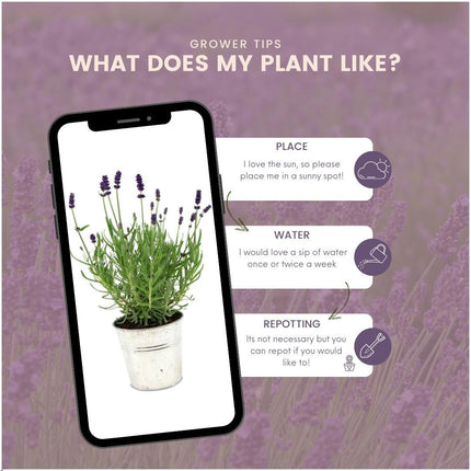 Lavandula Angustifolia Felice® i 'Old Look' dekorativ potte - Ø13cm - Lavendel - 3x