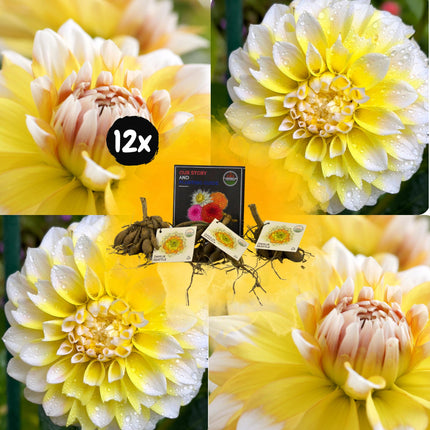 Dahlia Bollen | 12 dahlia seattle knollen voor 2m², grootbloemige uitstraling