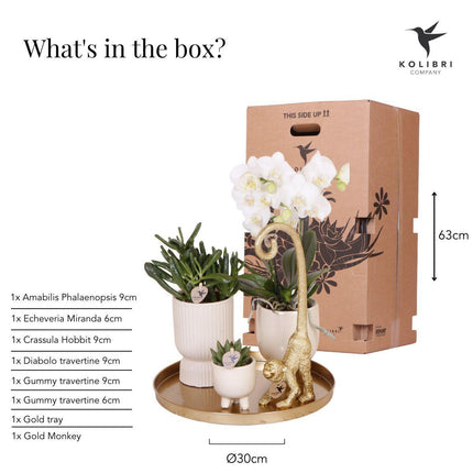 Gift set Luxury Living | Plantenset met witte Phalaenopsis Orchidee en Succulenten incl. keramieken sierpotten