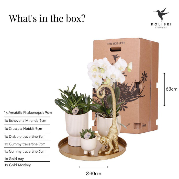 Gift set Luxury Living | Plantenset met witte Phalaenopsis Orchidee en Succulenten incl. keramieken sierpotten