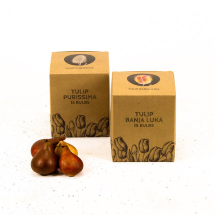 Flowerbulbs Amsterdam - Nadine's Happiness - 30 flower bulbs - Size 12+