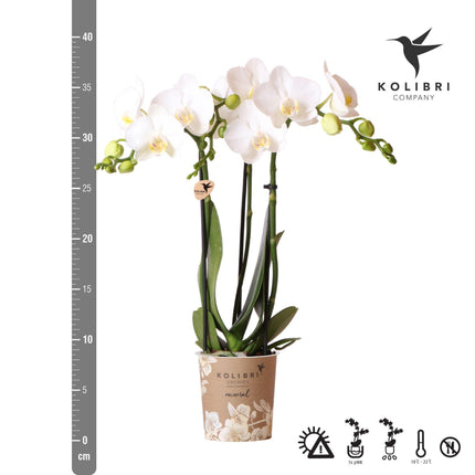 Witte Phalaenopsis orchidee - Amabilis - Ø9cm - Bloeiende kamerplant