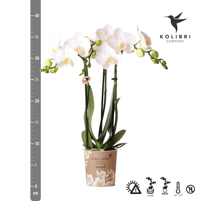 White Phalaenopsis orchid - Amabilis - Ø9cm - Flowering houseplant