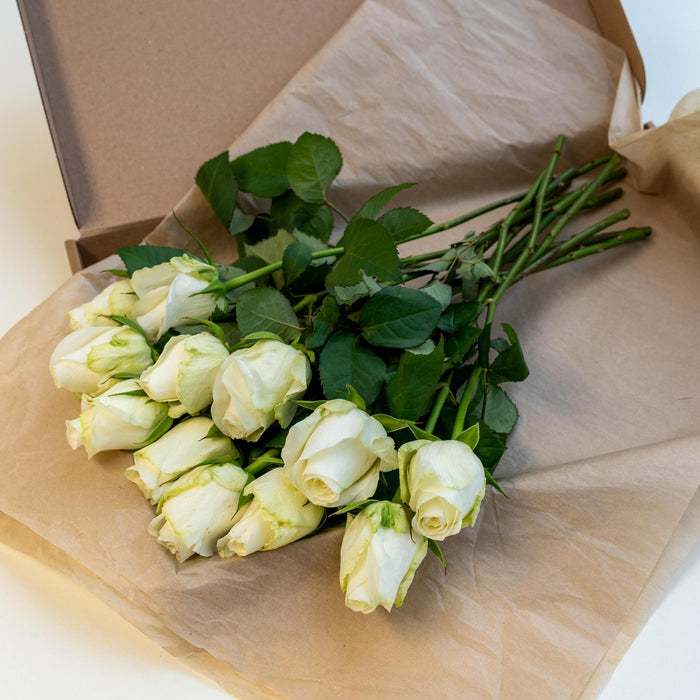 Letterbox Roses White - ↕35cm