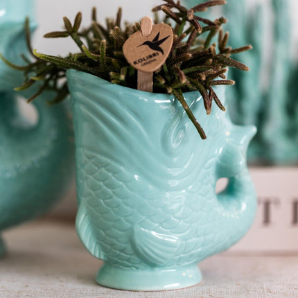 Planten set Fish Turquoise - Set met witte Phalaenopsis orchidee Amabilis Ø9cm en groene plant Succulent Crassula Hobbit Ø6cm - met turquoise keramieken sierpotten