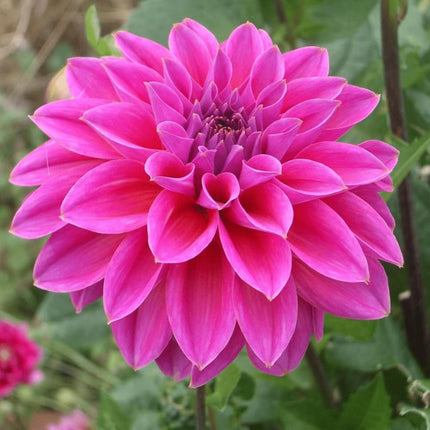 Dahlia Bollen | 24 dahlia blue bell knollen voor 4m², grote brede bloembladen