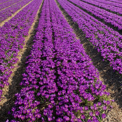Flowerbulbs Amsterdam - Flower Record - 20 cebul kwiatowych - Rozmiar 8+