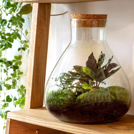 Terrarium Pot  - Sammie -  Gesloten terrarium - ↕26,5cm