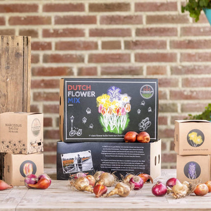 Bulbos de flores Amsterdam - Mezcla de flores holandesa - Caja de lujo grande, 75 bulbos para 2 m² de esplendor floral - Tamaño 12+