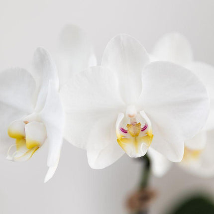 White Phalaenopsis orchid Amabilis and Succulent Crassula Hobbit in Painted Stripe pot blue - Set - Ø9cm + Ø6cm - Flowering houseplant