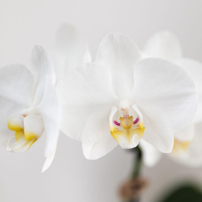 Orchidea Phalaenopsis Amabilis bianca e Crassula Hobbit succulenta in vaso a righe blu - Set - Ø9cm + Ø6cm - Pianta da interno fiorita