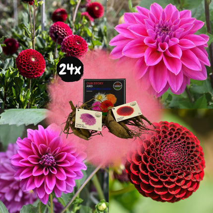 Dahlienknollen | Mischung aus Gerard's Darlings, 12 Dahlia Natal und 12 Dahlia Blue Bell Knollen für 4 m²
