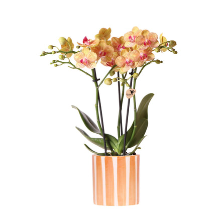 Orchidée Phalaenopsis orange - Jamaïque + Pot orange à rayures peintes - Ø9cm - Plante d'intérieur fleurie